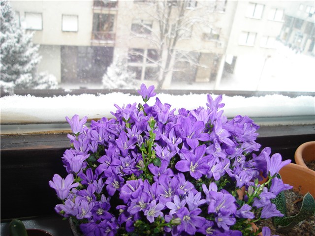 campanula